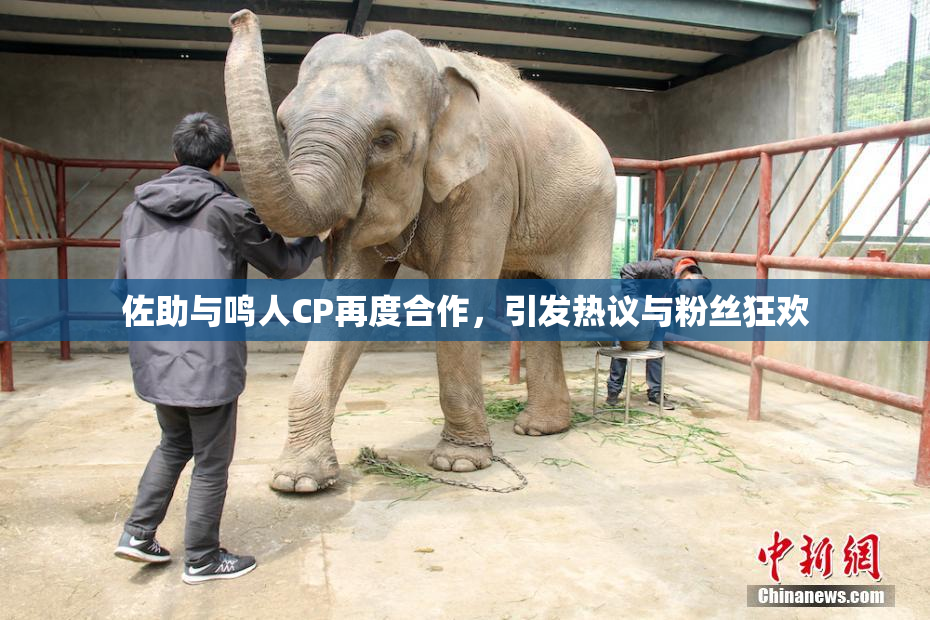 佐助与鸣人CP再度合作，引发热议与粉丝狂欢