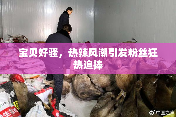 宝贝好骚，热辣风潮引发粉丝狂热追捧
