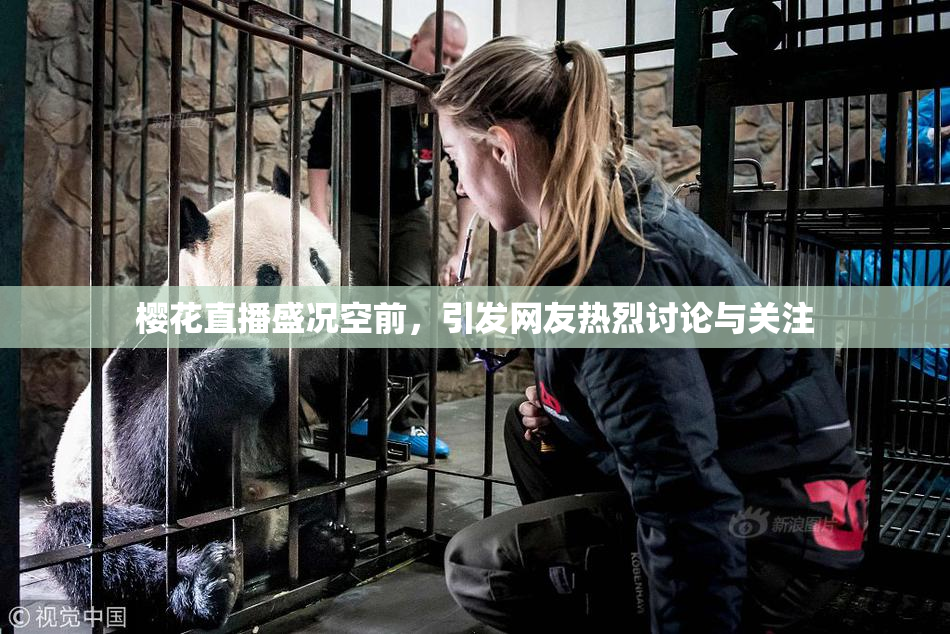 樱花直播盛况空前，引发网友热烈讨论与关注