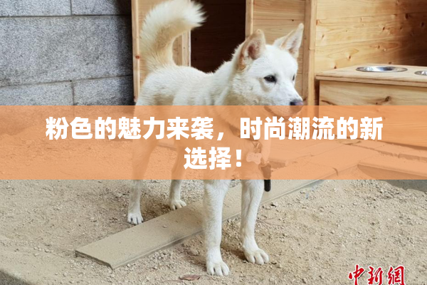 粉色的魅力来袭，时尚潮流的新选择！