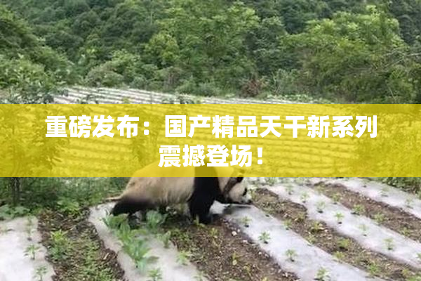 重磅发布：国产精品天干新系列震撼登场！