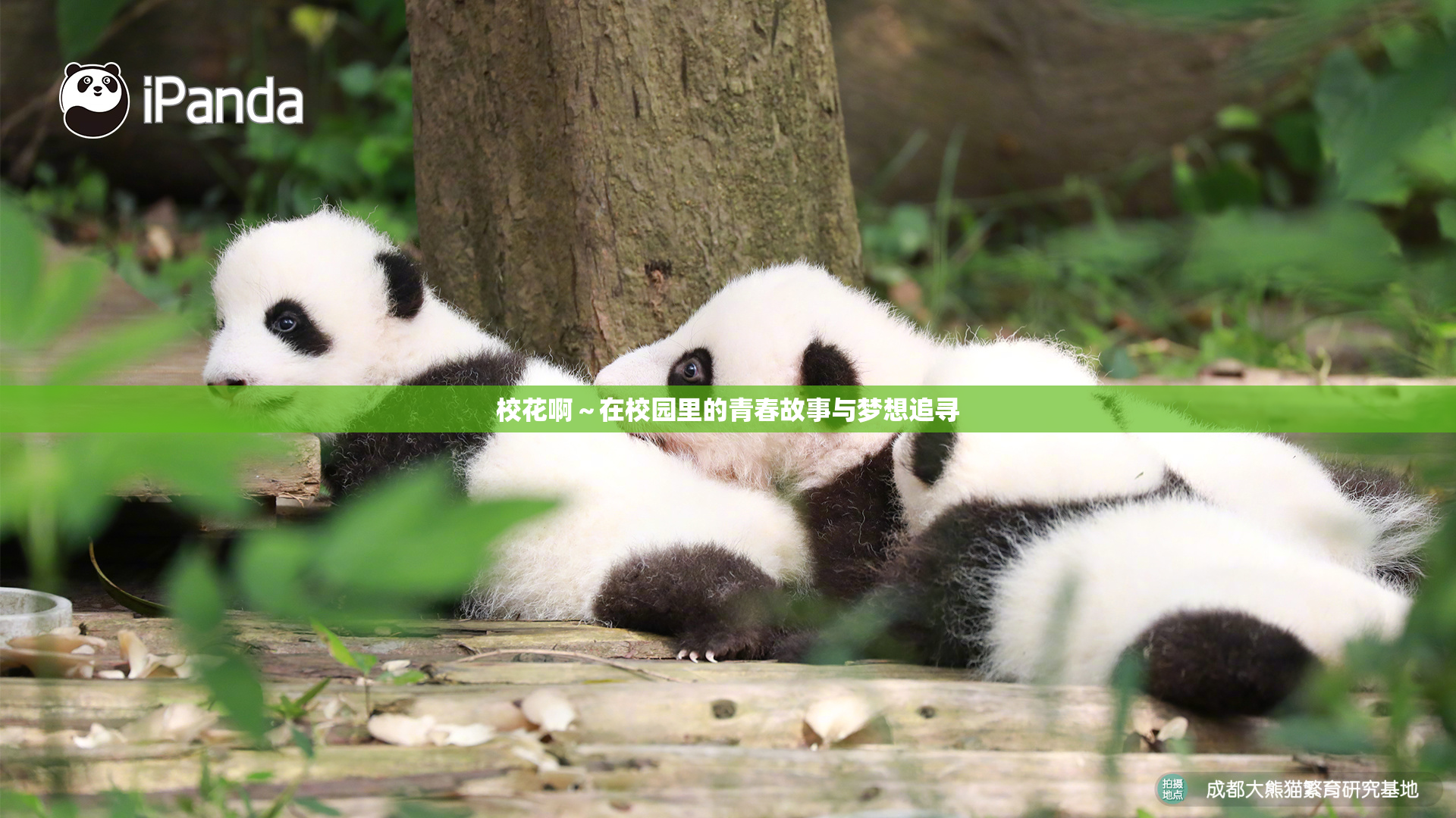 校花啊～在校园里的青春故事与梦想追寻