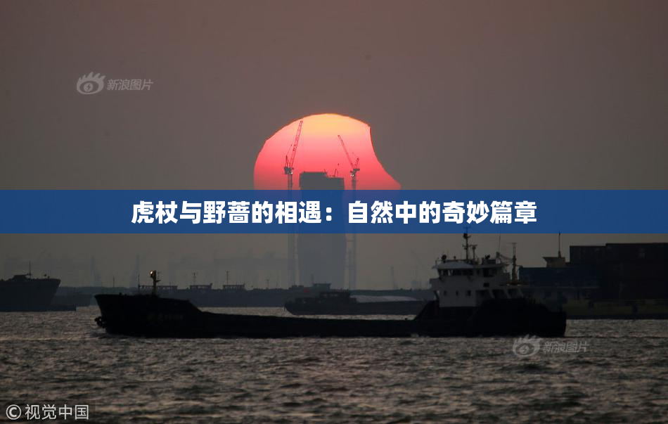 虎杖与野蔷的相遇：自然中的奇妙篇章