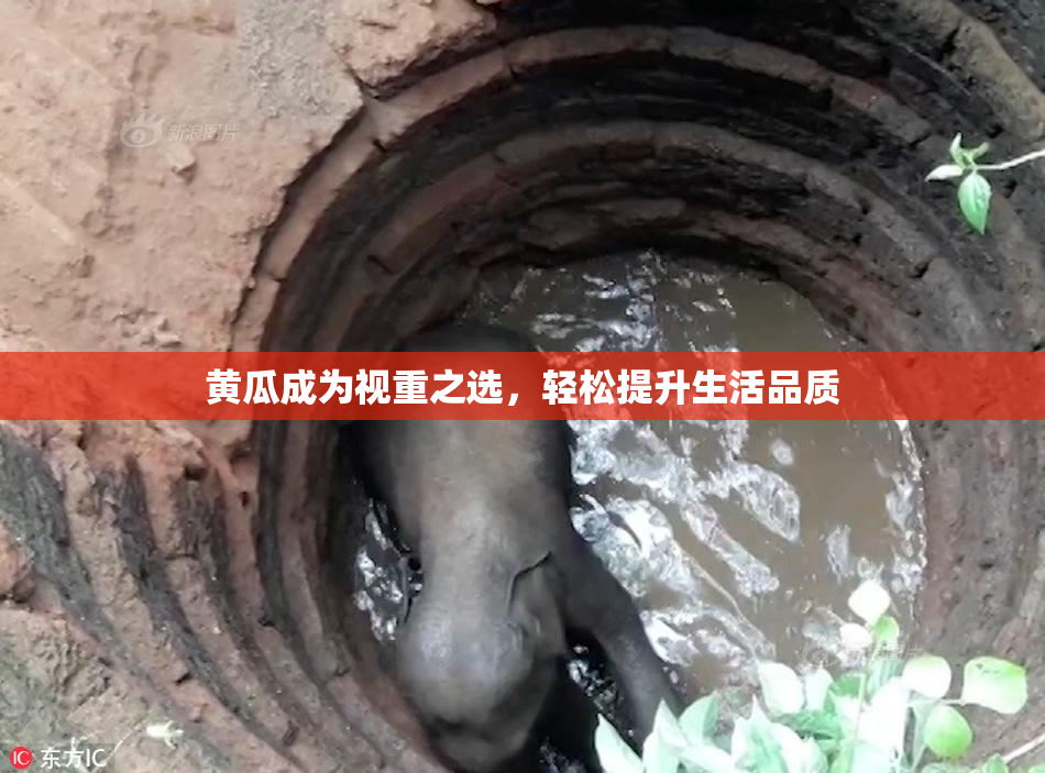 黄瓜成为视重之选，轻松提升生活品质