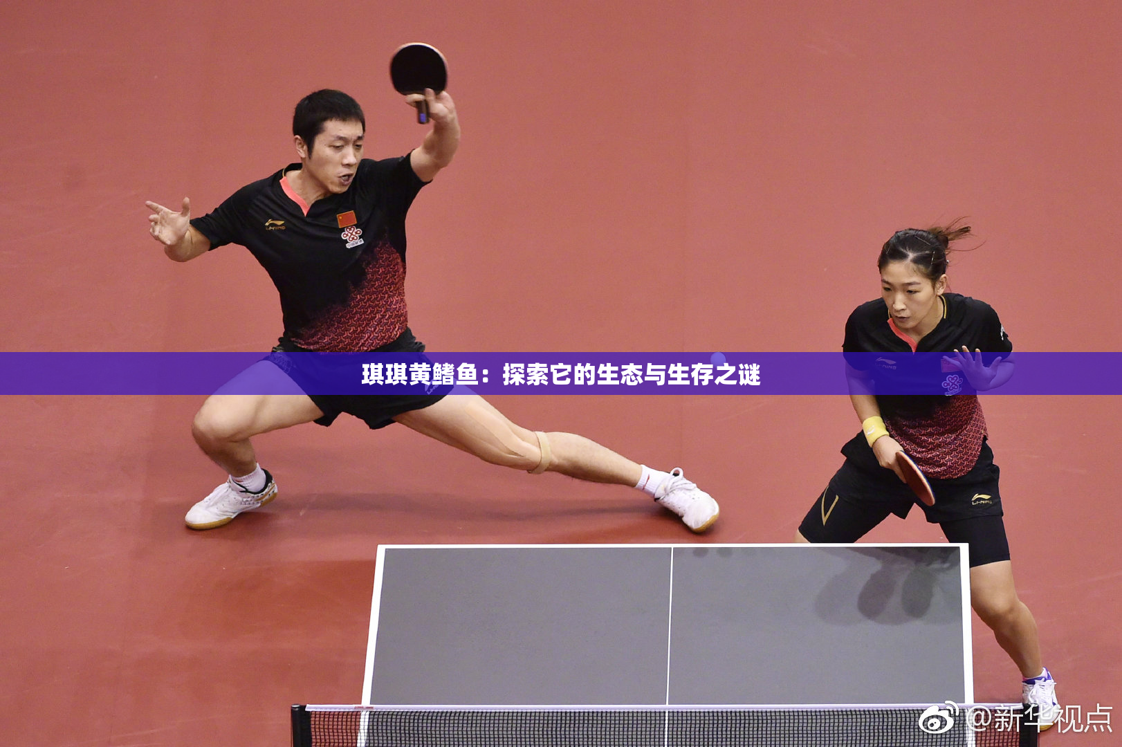 琪琪黄鳍鱼：探索它的生态与生存之谜