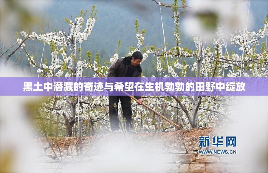 黑土中潜藏的奇迹与希望在生机勃勃的田野中绽放