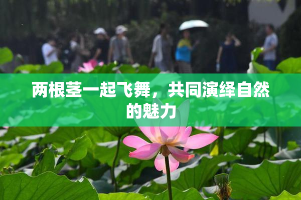 两根茎一起飞舞，共同演绎自然的魅力