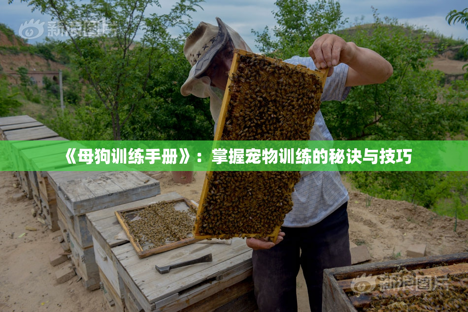 《母狗训练手册》：掌握宠物训练的秘诀与技巧