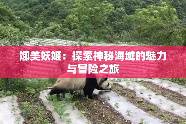 娜美妖姬：探索神秘海域的魅力与冒险之旅