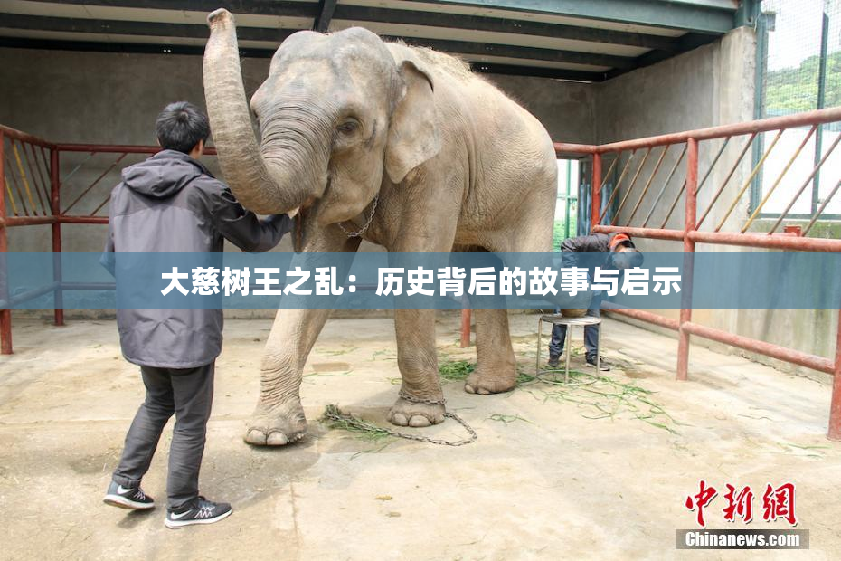 大慈树王之乱：历史背后的故事与启示
