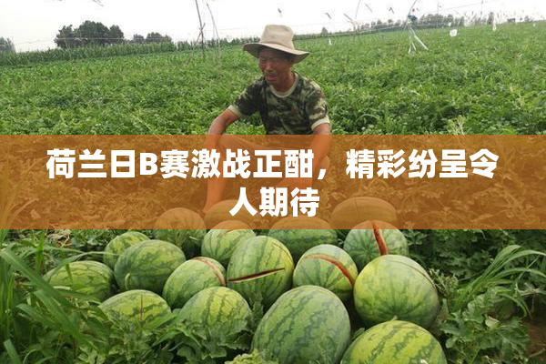 荷兰日B赛激战正酣，精彩纷呈令人期待