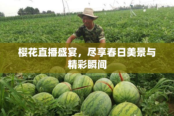 樱花直播盛宴，尽享春日美景与精彩瞬间