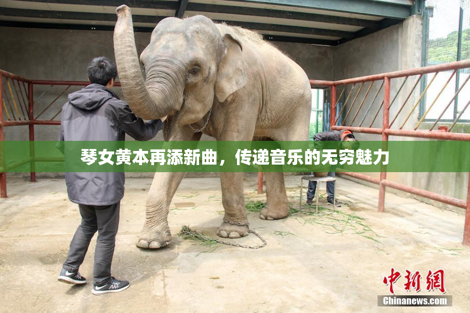 琴女黄本再添新曲，传递音乐的无穷魅力