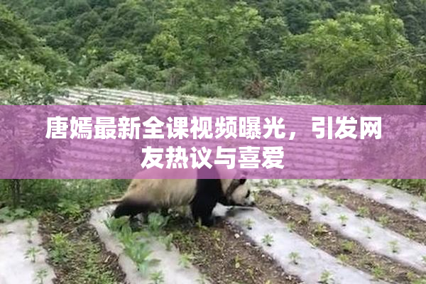 唐嫣最新全课视频曝光，引发网友热议与喜爱