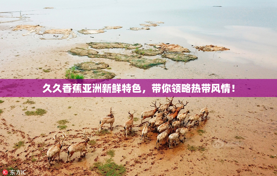 久久香蕉亚洲新鲜特色，带你领略热带风情！