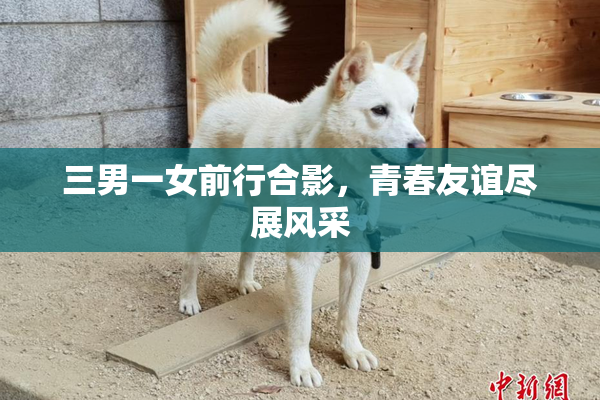 三男一女前行合影，青春友谊尽展风采