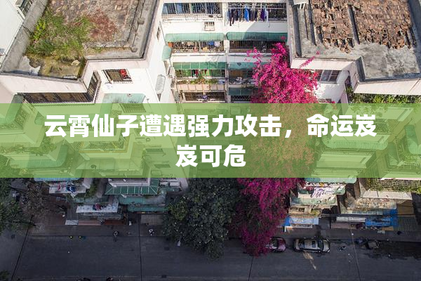 云霄仙子遭遇强力攻击，命运岌岌可危