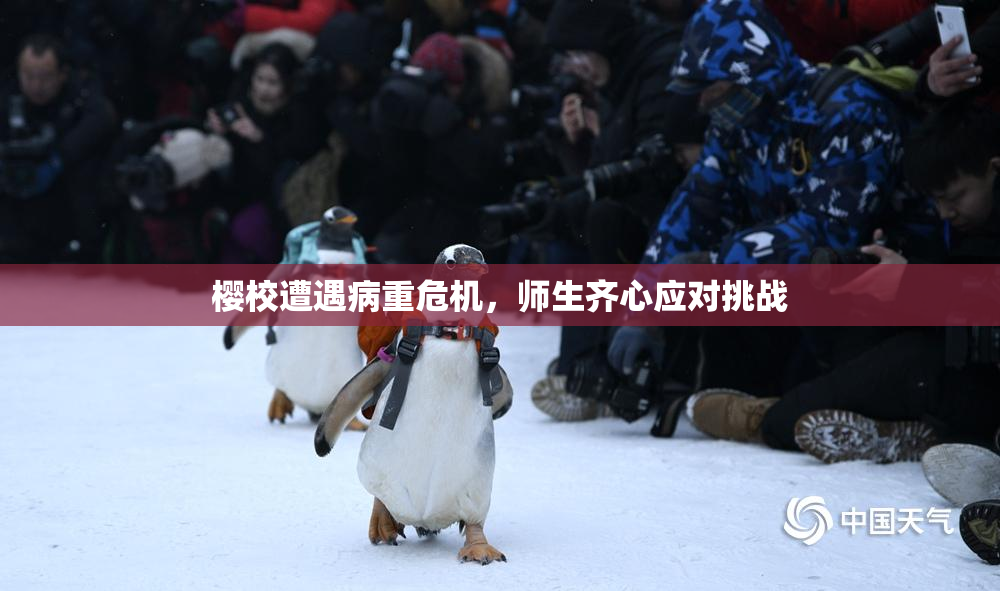 樱校遭遇病重危机，师生齐心应对挑战