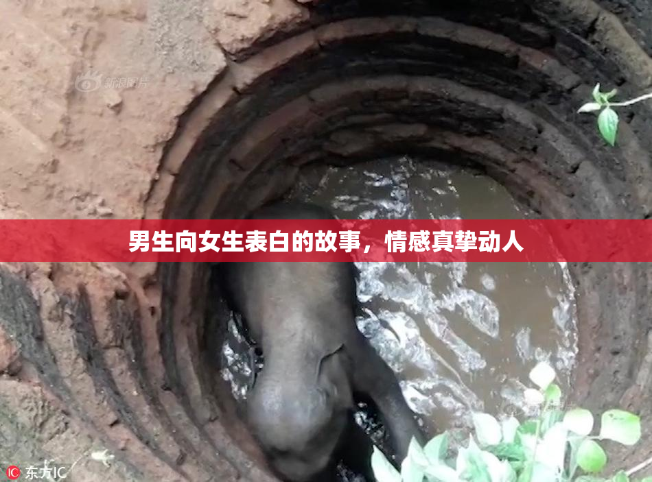男生向女生表白的故事，情感真挚动人
