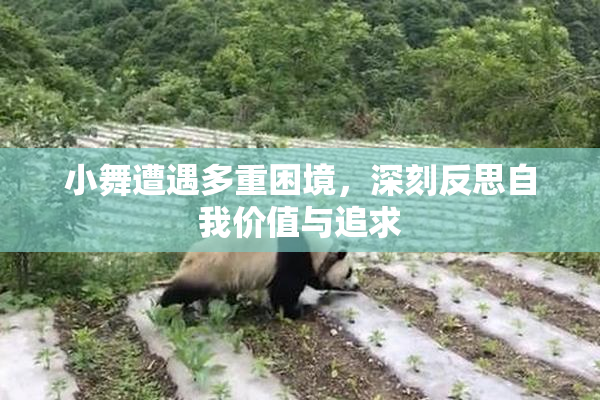小舞遭遇多重困境，深刻反思自我价值与追求
