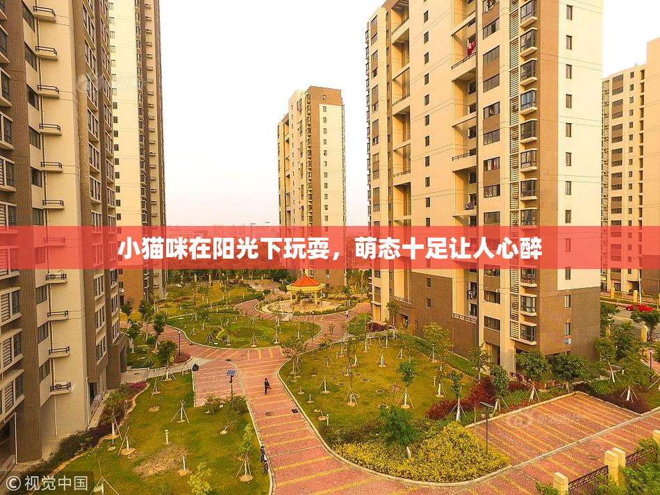 小猫咪在阳光下玩耍，萌态十足让人心醉