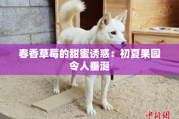 春香草莓的甜蜜诱惑：初夏果园令人垂涎