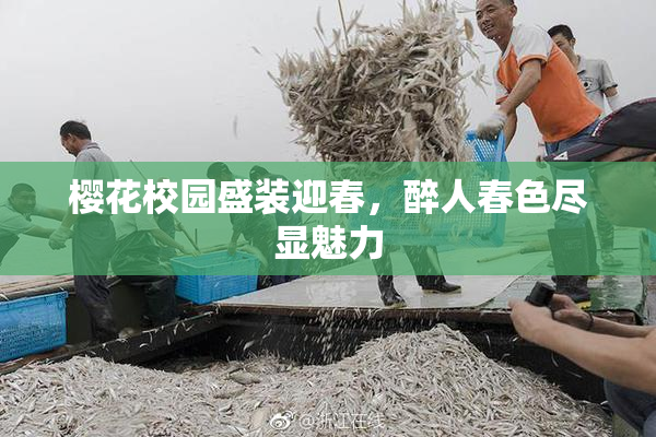 樱花校园盛装迎春，醉人春色尽显魅力