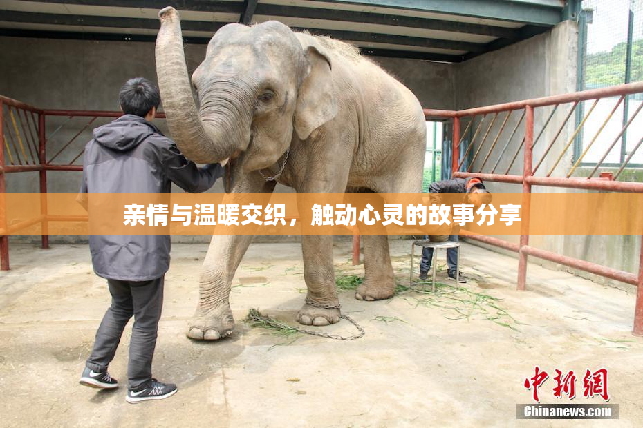 亲情与温暖交织，触动心灵的故事分享