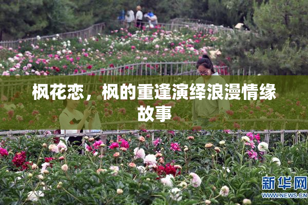 枫花恋，枫的重逢演绎浪漫情缘故事