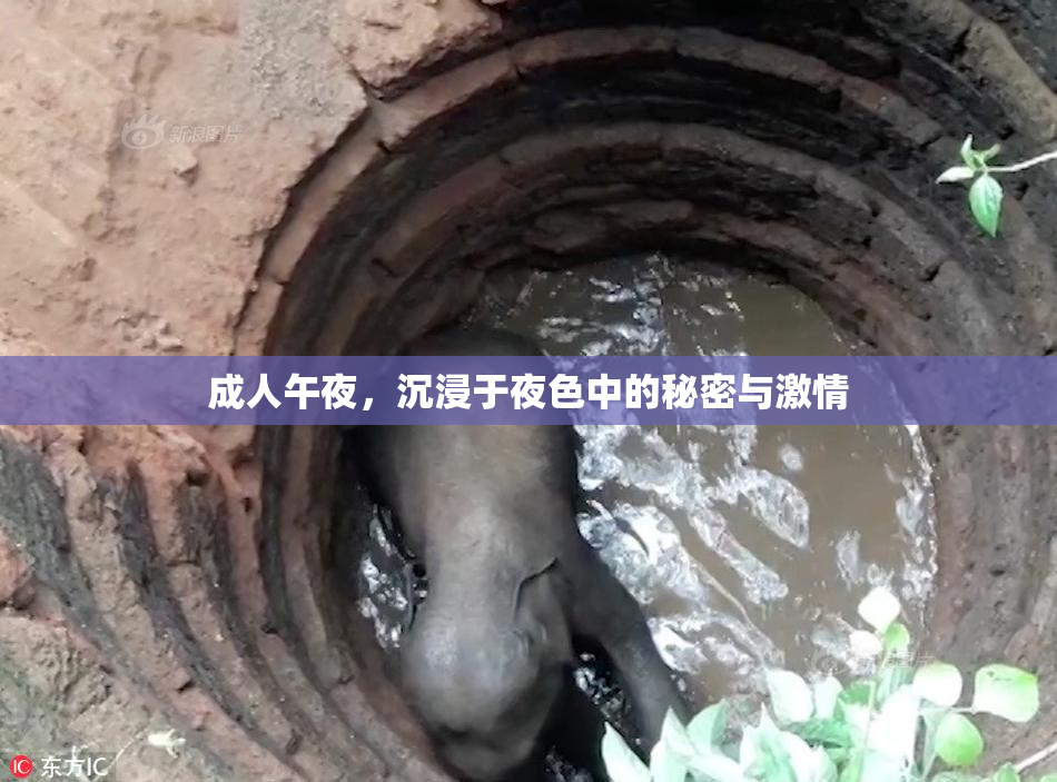 成人午夜，沉浸于夜色中的秘密与激情