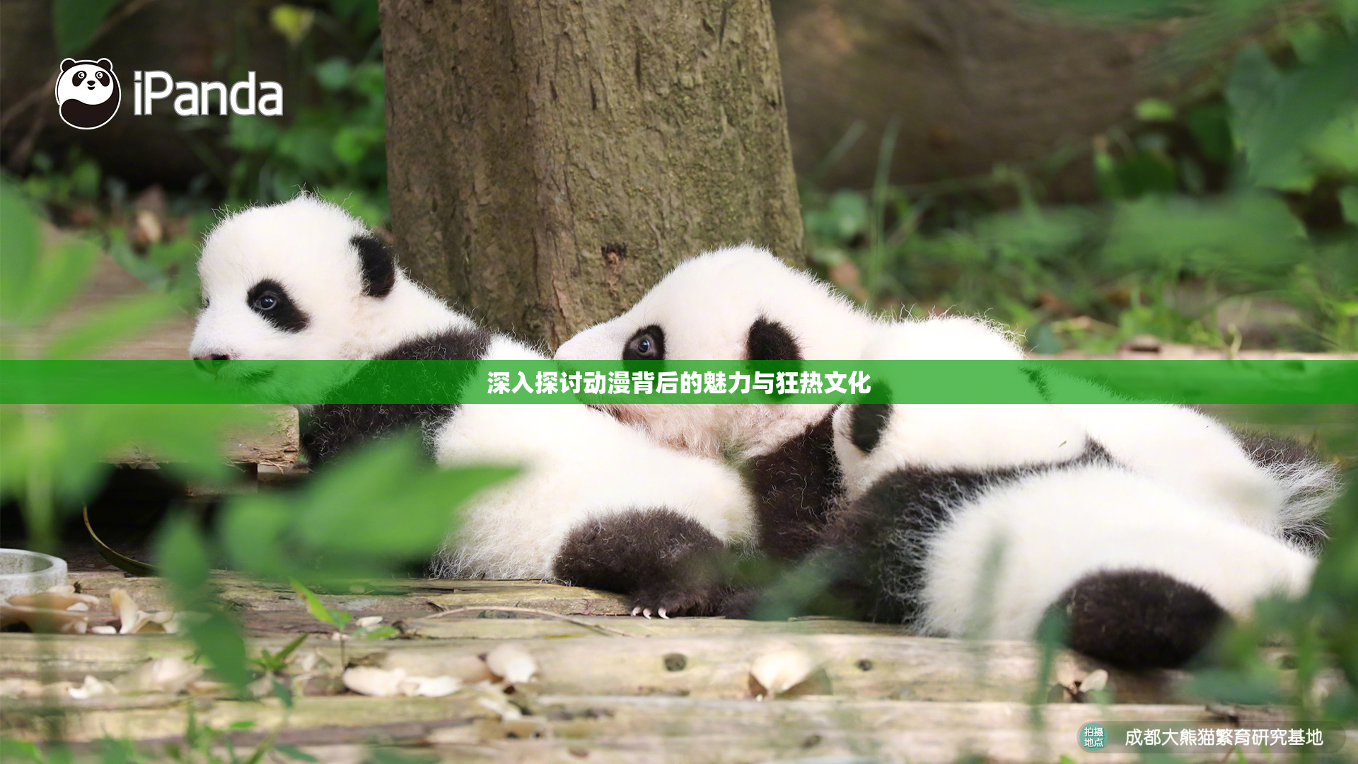 深入探讨动漫背后的魅力与狂热文化