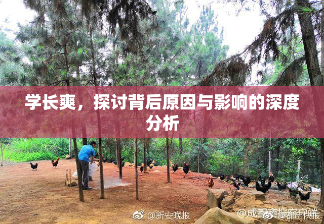 学长爽，探讨背后原因与影响的深度分析
