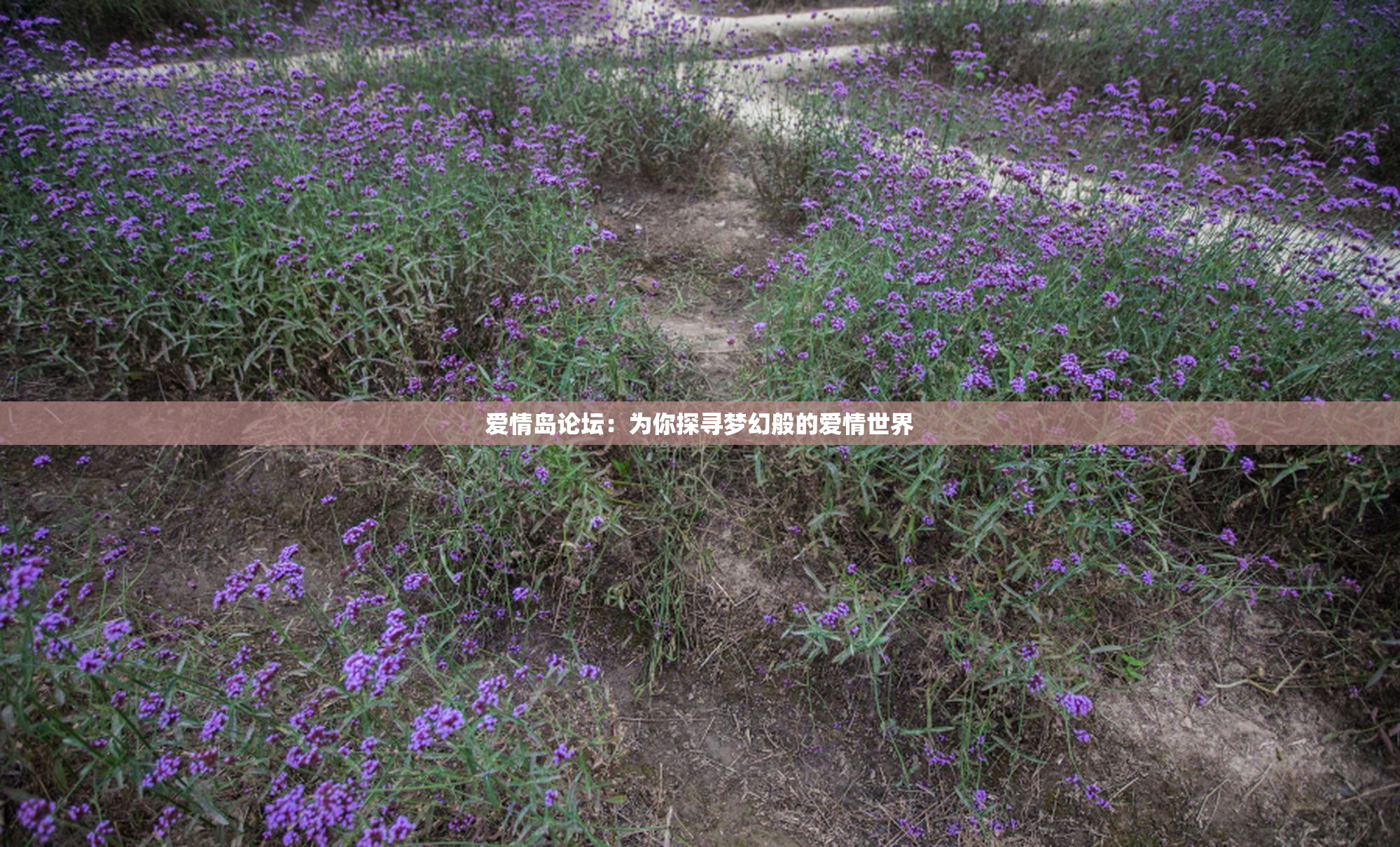 爱情岛论坛：为你探寻梦幻般的爱情世界