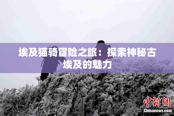 埃及猫骑冒险之旅：探索神秘古埃及的魅力