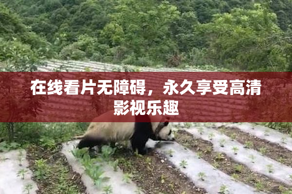 在线看片无障碍，永久享受高清影视乐趣