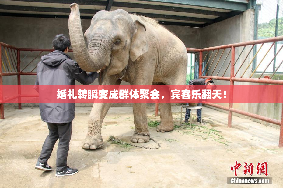 婚礼转瞬变成群体聚会，宾客乐翻天！