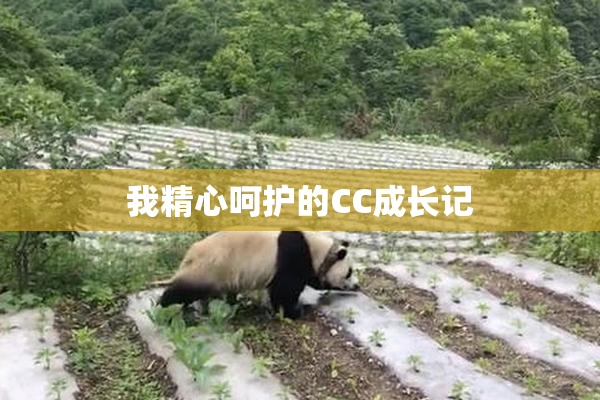 我精心呵护的CC成长记