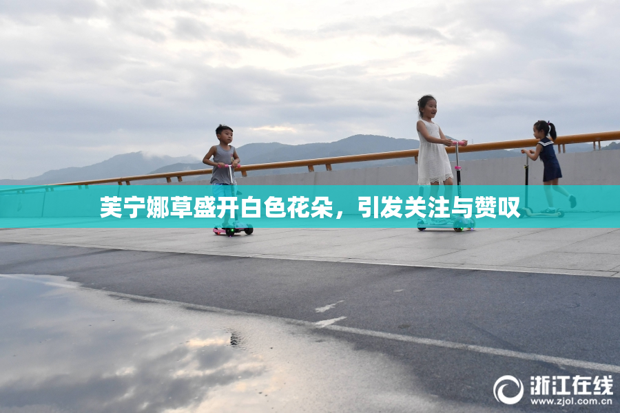 芙宁娜草盛开白色花朵，引发关注与赞叹