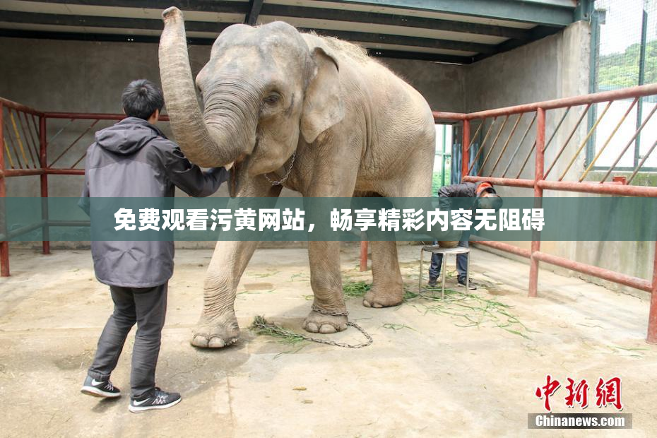 免费观看污黄网站，畅享精彩内容无阻碍