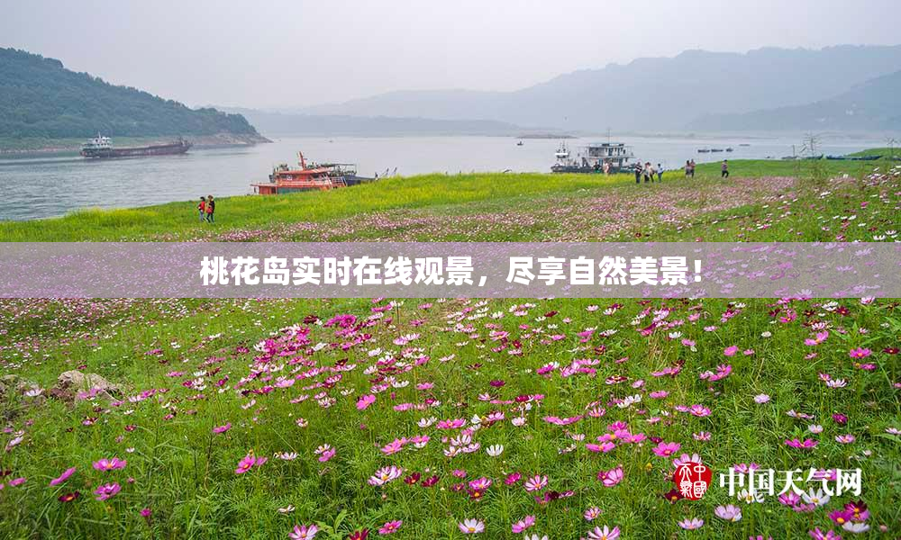 桃花岛实时在线观景，尽享自然美景！