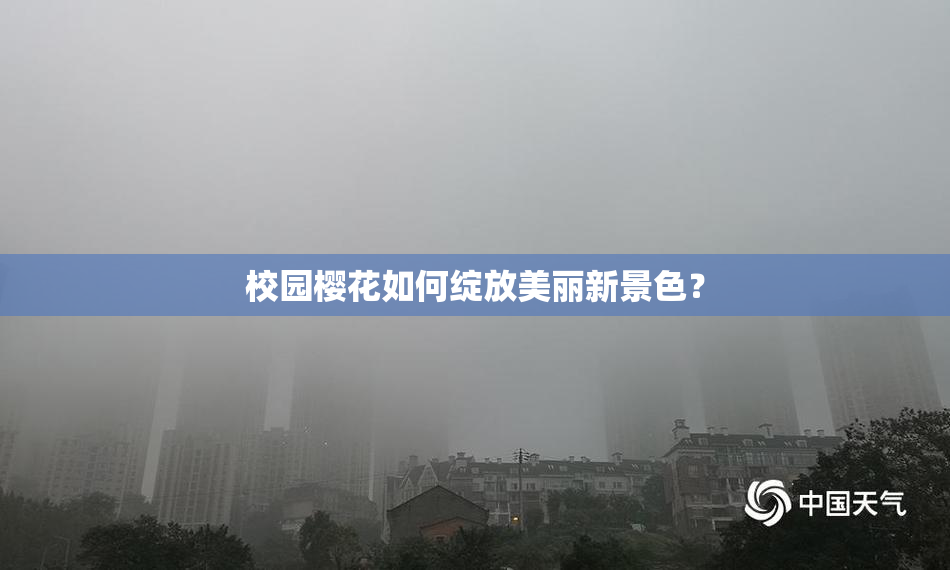 校园樱花如何绽放美丽新景色？