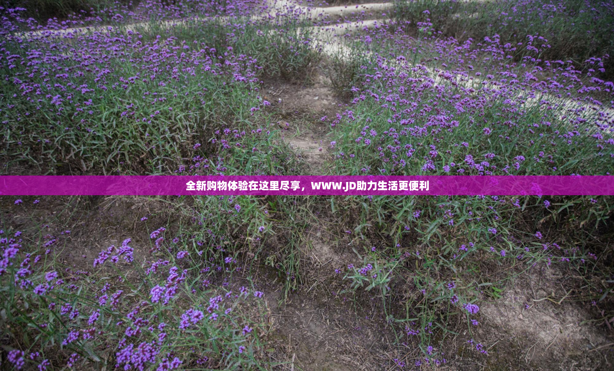 全新购物体验在这里尽享，WWW.JD助力生活更便利