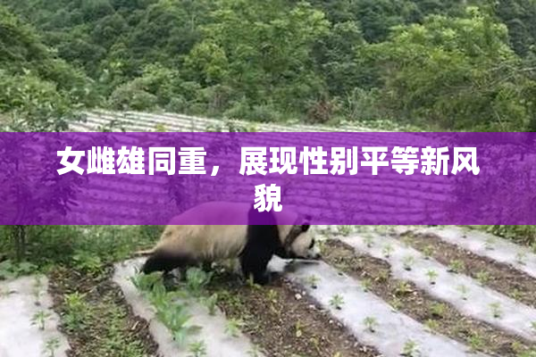 女雌雄同重，展现性别平等新风貌
