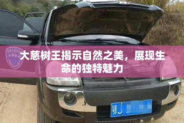 大慈树王揭示自然之美，展现生命的独特魅力