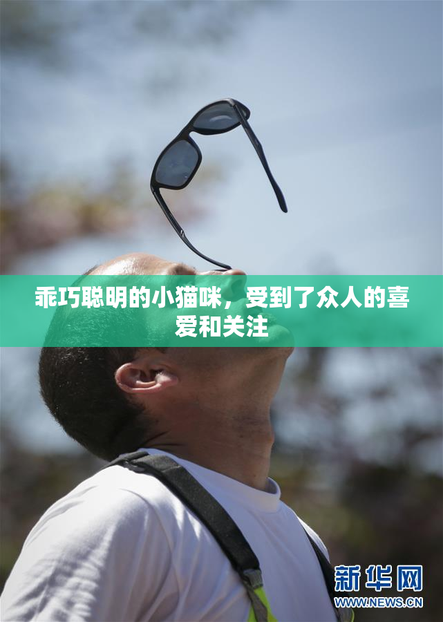 乖巧聪明的小猫咪，受到了众人的喜爱和关注