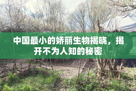 中国最小的娇丽生物揭晓，揭开不为人知的秘密
