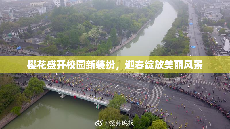 樱花盛开校园新装扮，迎春绽放美丽风景