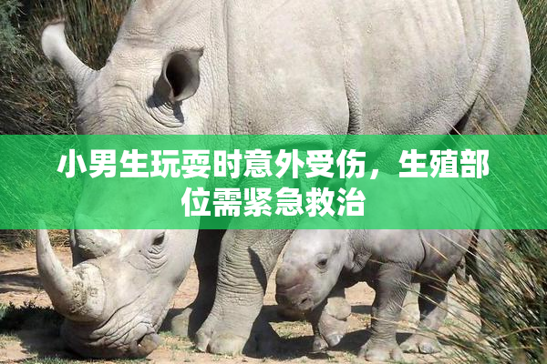 小男生玩耍时意外受伤，生殖部位需紧急救治