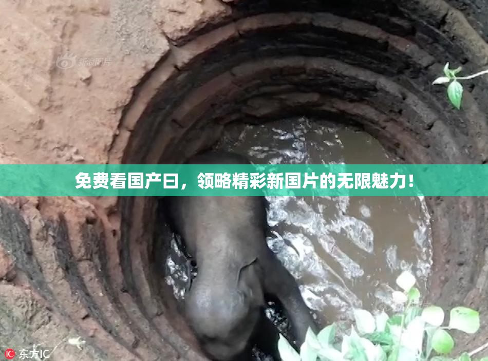 免费看国产曰，领略精彩新国片的无限魅力！