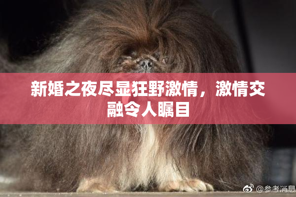 新婚之夜尽显狂野激情，激情交融令人瞩目